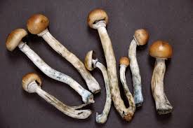 Cubensis Mushrooms