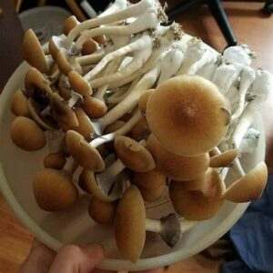 Golden Cap Mushrooms