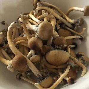 Golden Teachers Mushroom